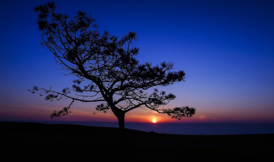 SAN DIEGO, CA - JANUARY 26: A sunset view of a Torrey Pine along the south course after the first round of the Farmers Insurance Open at Torrey Pines Golf Course on January 26, 2017 in San Diego, California. (Photo by Stan Badz/PGA TOUR)