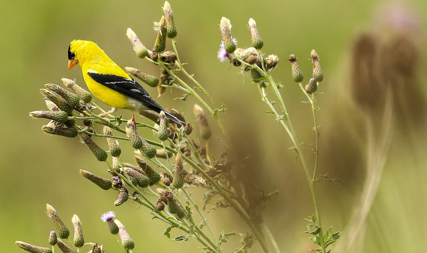 OAKVILLE, ON - JULY 28: A yellow Finch is seen near the 11th hole during the second round of the RBC Canadian Open at Glen Abbey Golf Club on July 28, 2017 in Oakville, Canada.  (Photo by Vaughn Ridley/Getty Images)