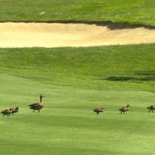 leon graham canada goose